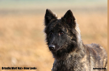 Dutch Shepherds Short And Long Haired Terre Des Flandres
