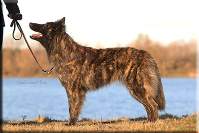 Dutch Shepherds Short And Long Haired Terre Des Flandres